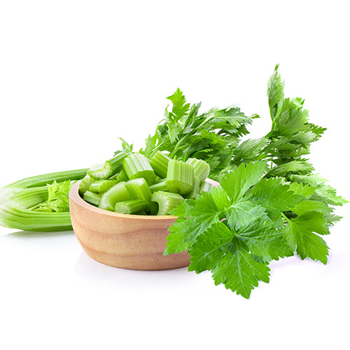 Cần tây vinapharma chất lượng cao