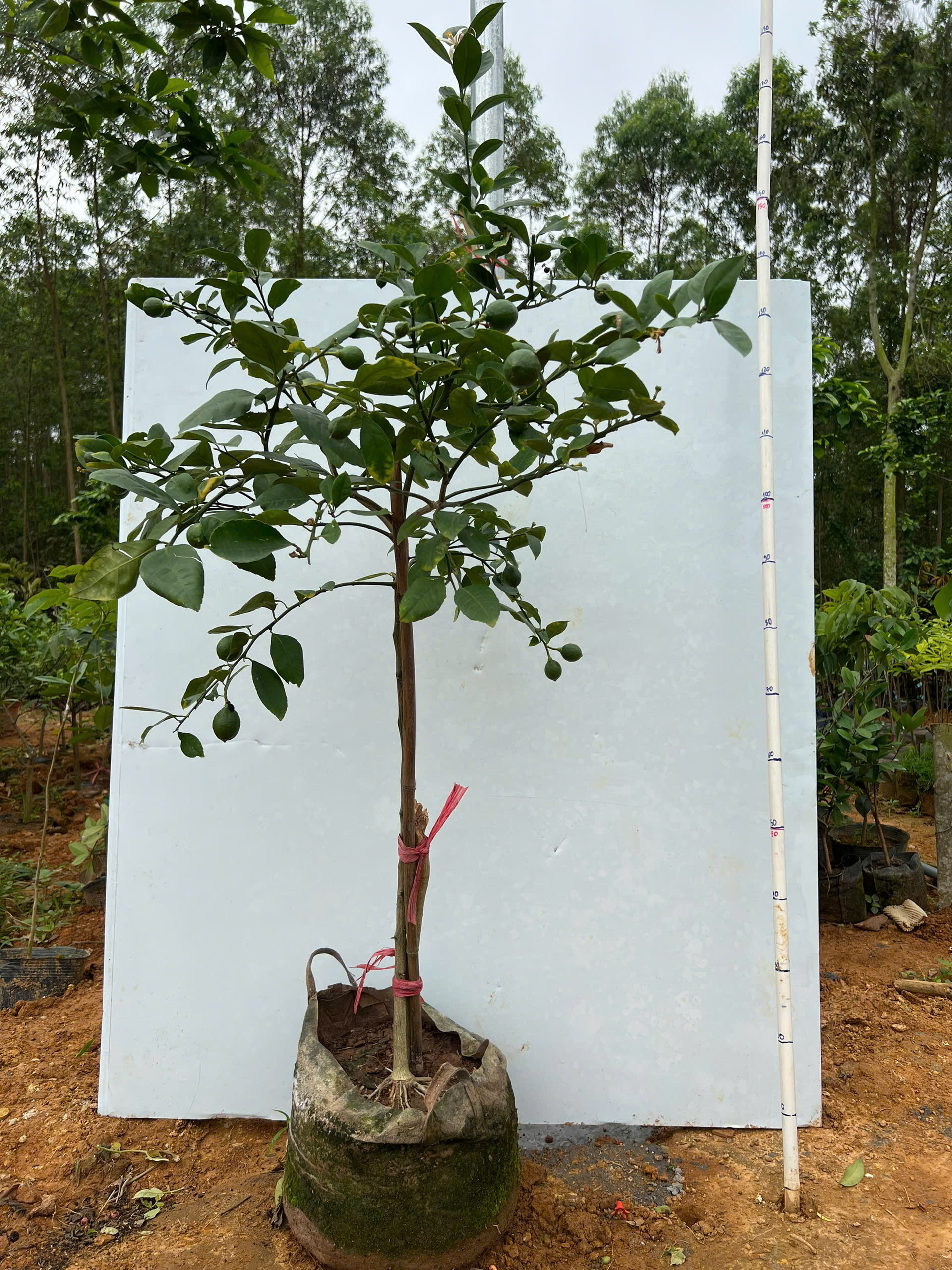 Chanh vàng mỹ cao 1.3-1.6m PT139 CALATA