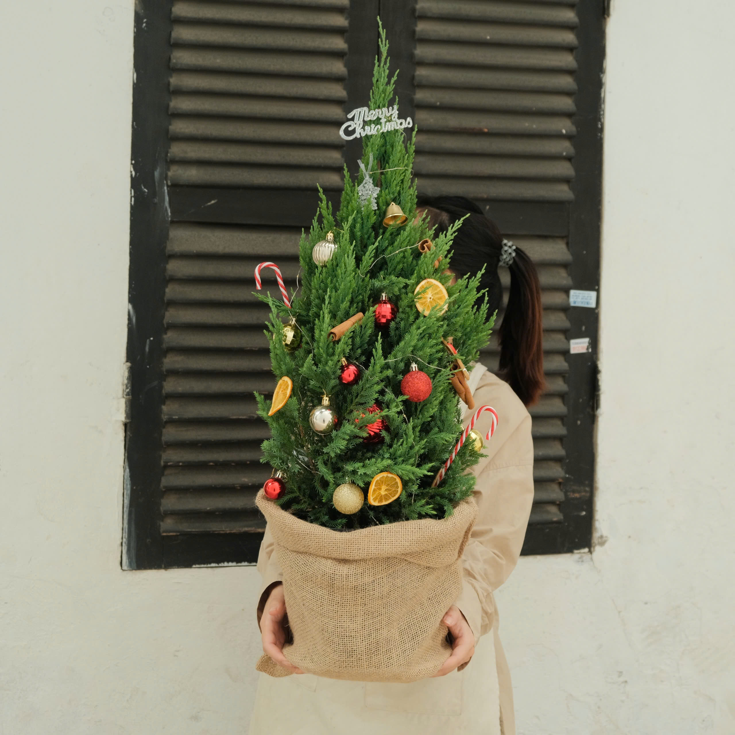 Cây Sơn Tùng - Size 80cm