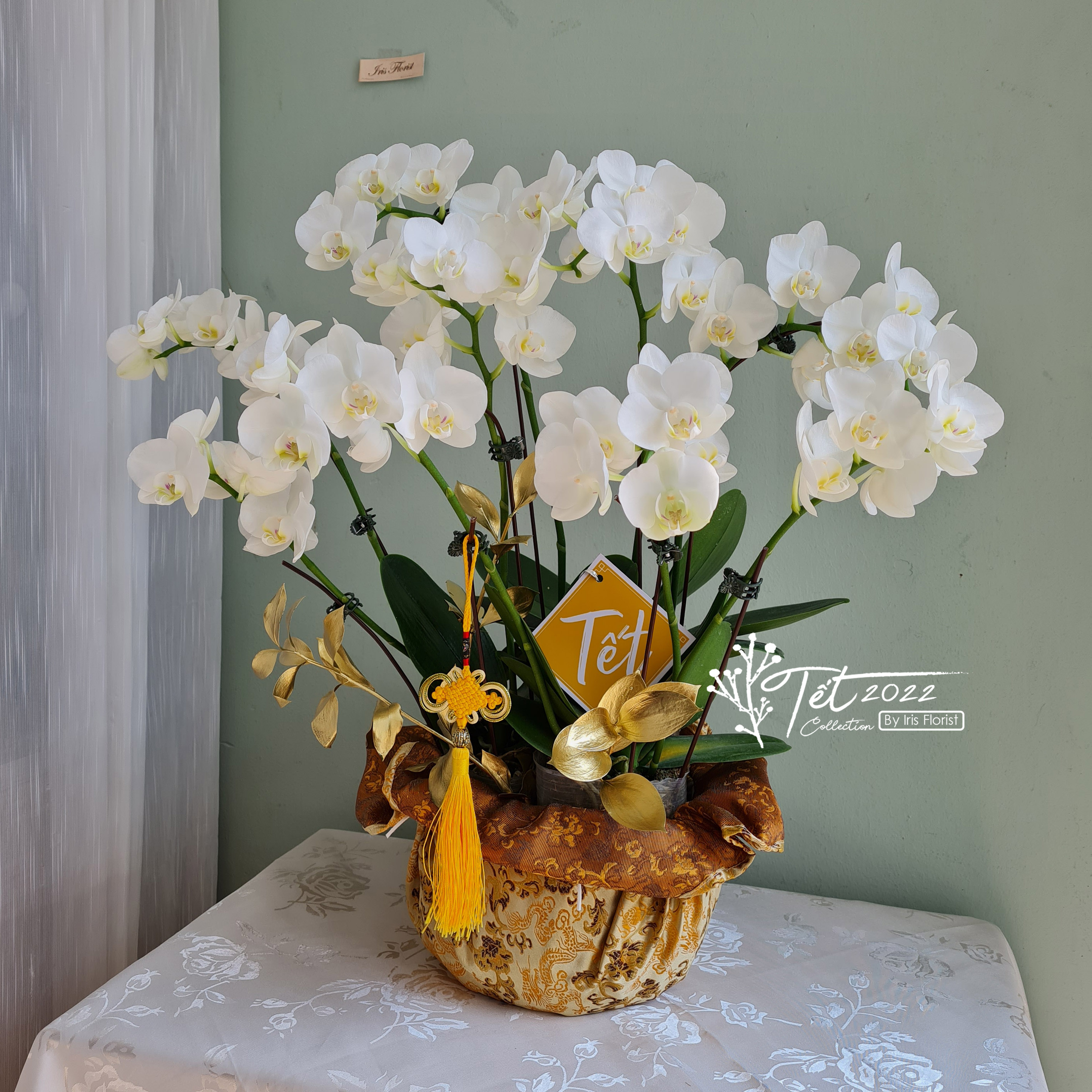 Chậu Lan Hồ Điệp (Tiểu Lan) - Màu Trắng (7-8 nhánh)_thumbnail_0