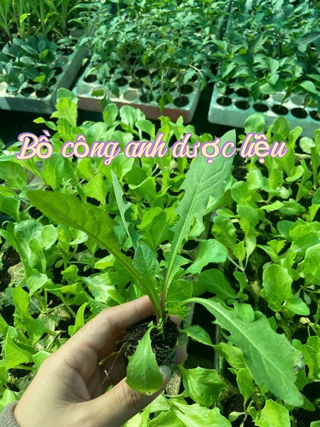 Bồ công anh dược liệu