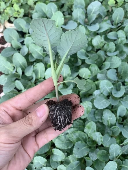 Súp lơ trắng_thumbnail_2