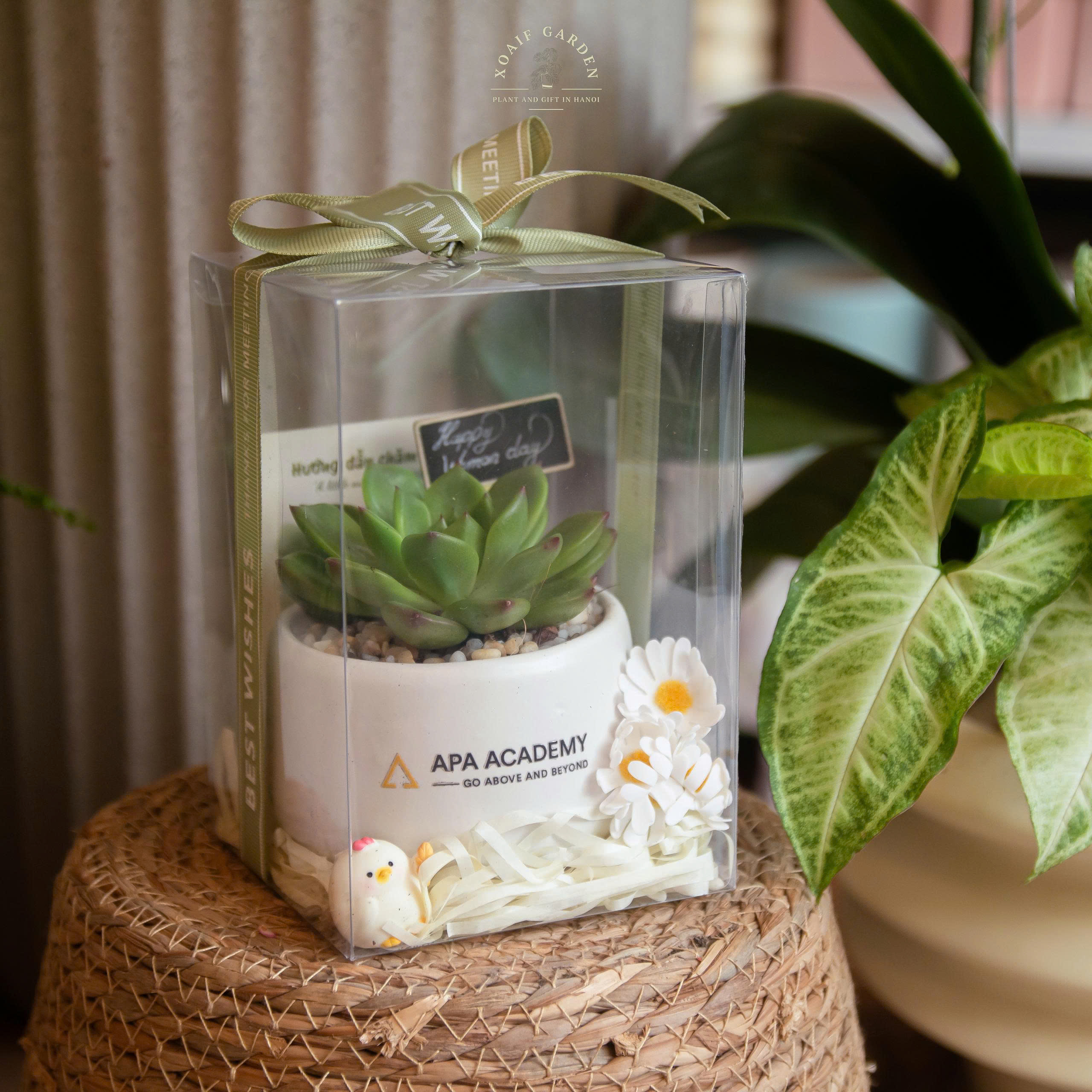 HỘP QUÀ SEN ĐÁ (XƯƠNG RỒNG) SIZE S