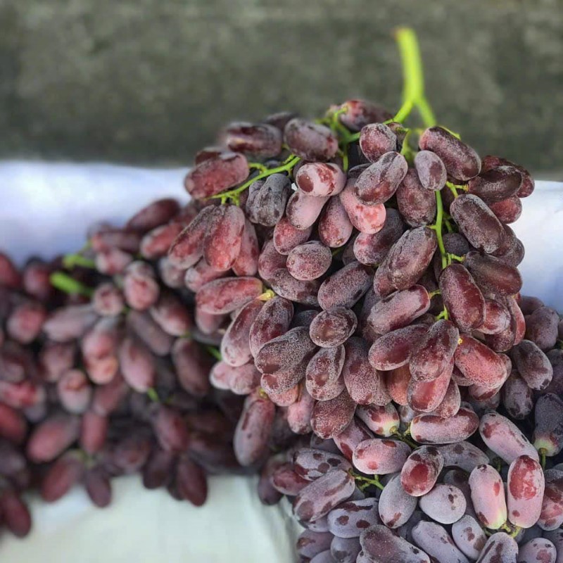 Nho Đỏ Long Crimson Úc