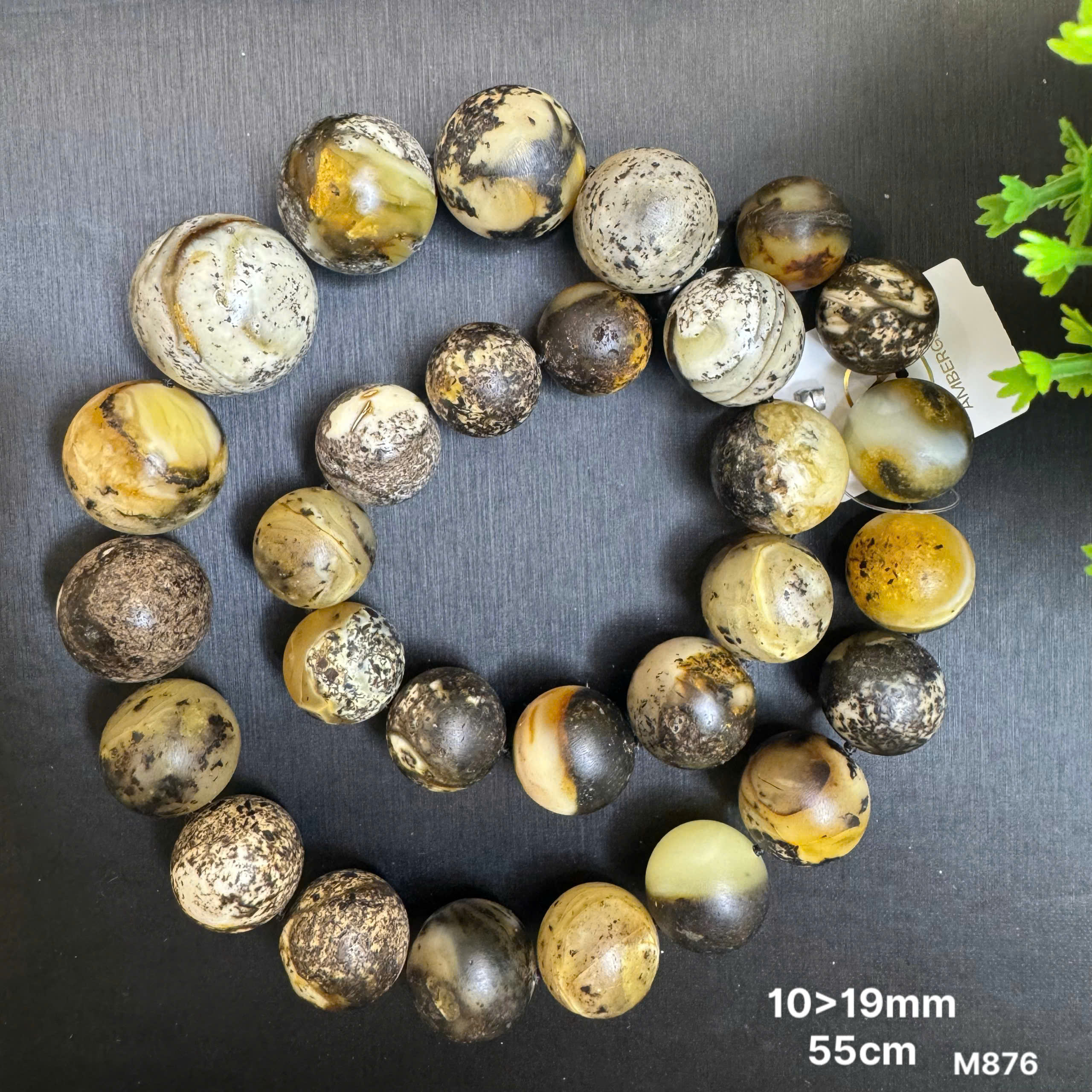 Rêu Mộc Bạch - M876_thumbnail_2