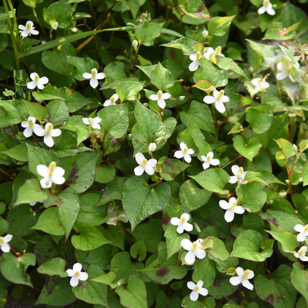 Cây Diếp Cá - Vị thuốc quen thuộc vườn nhà