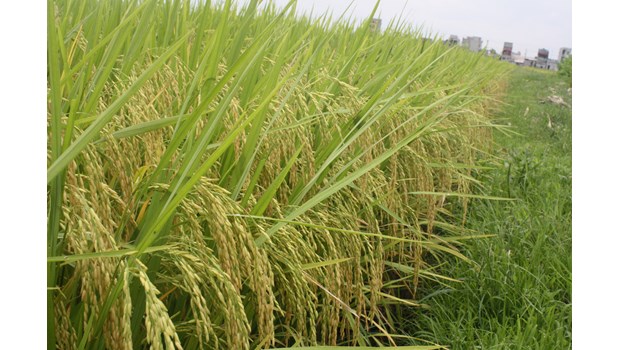 High quality pure rice variety RVT Thom_thumbnail_1