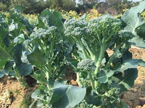 Sup lơ baby_thumbnail_4