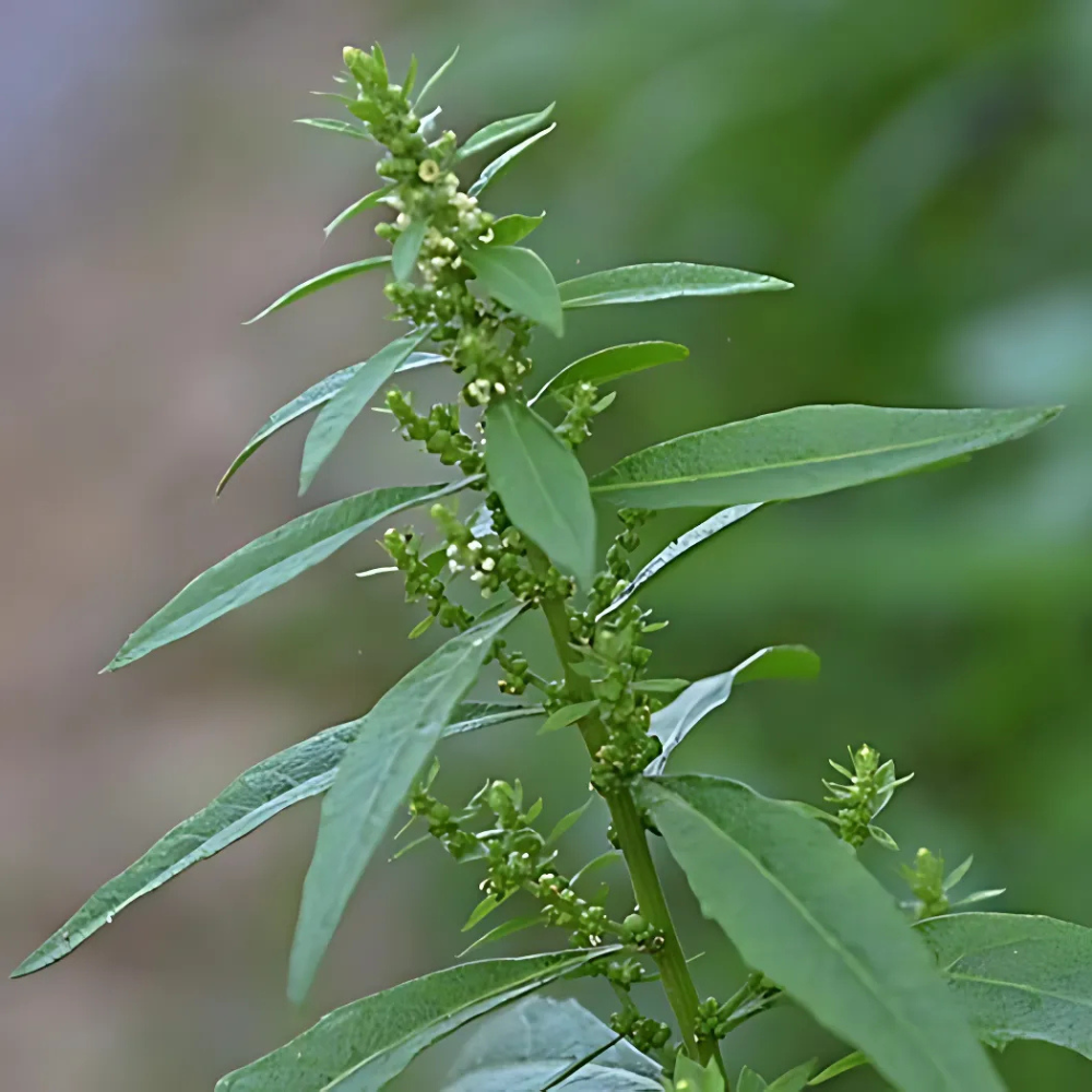 Tác dụng Cây Dầu Giun