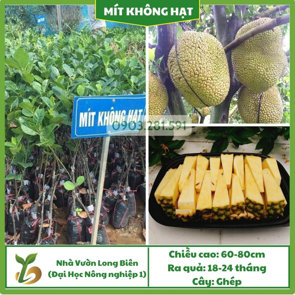 Mít Không Hạt