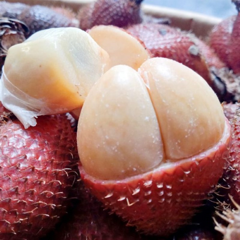 Mây Thái Lan_thumbnail_2