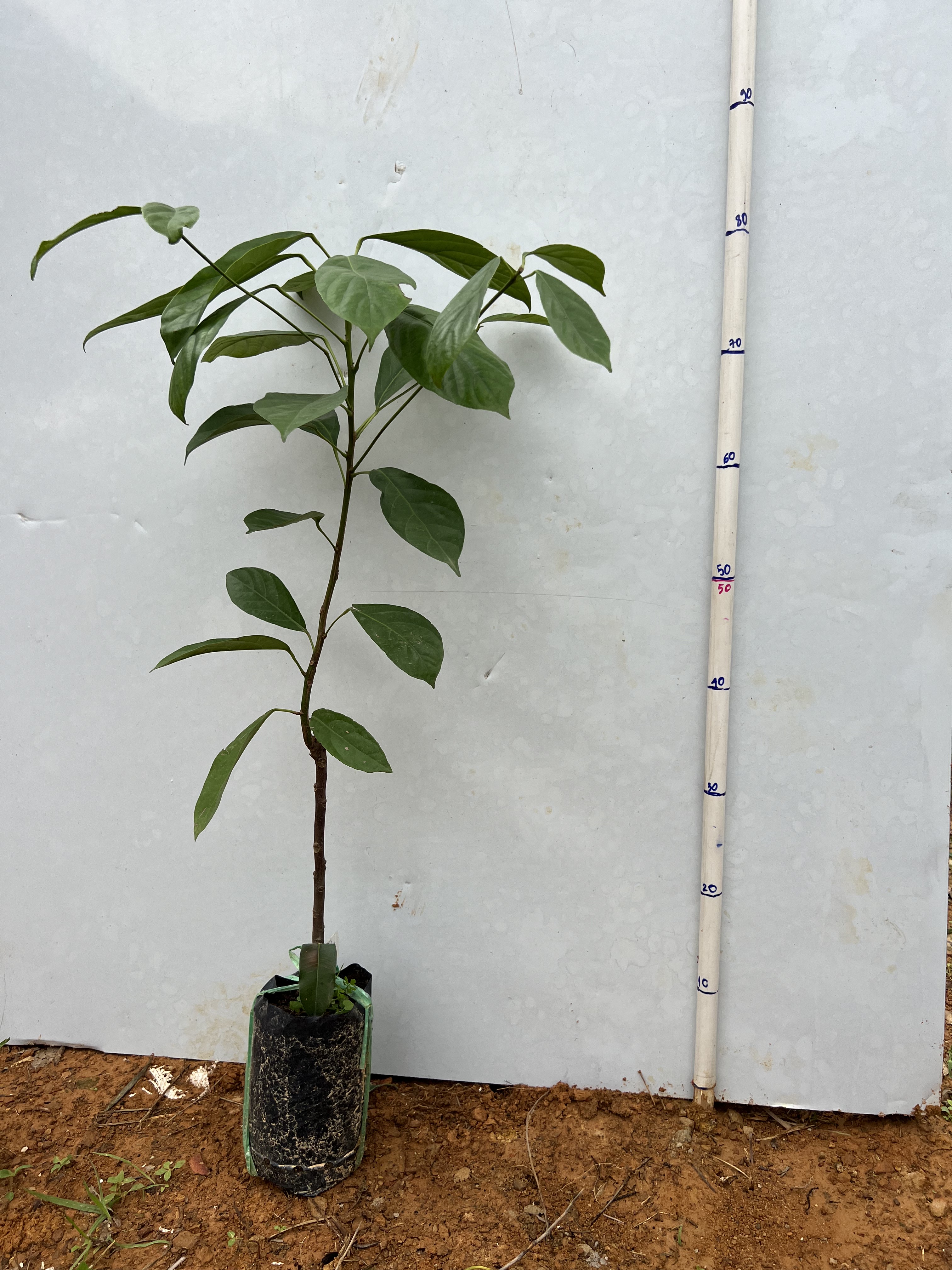 Dâu da xanh Gia Bảo cao 45-55cm PT16 CALATA