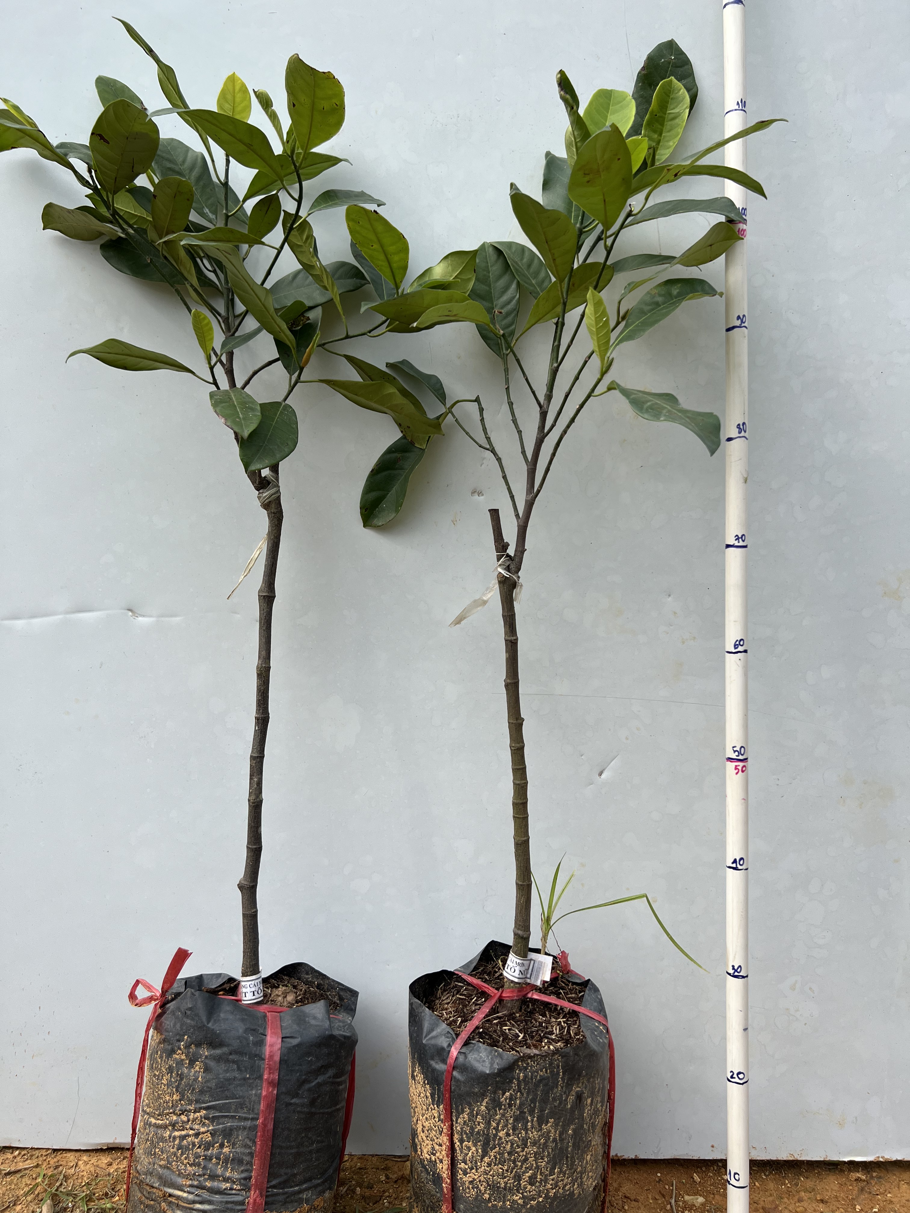 Mít tố nữ cao 1-1,5m PT88 CALATA