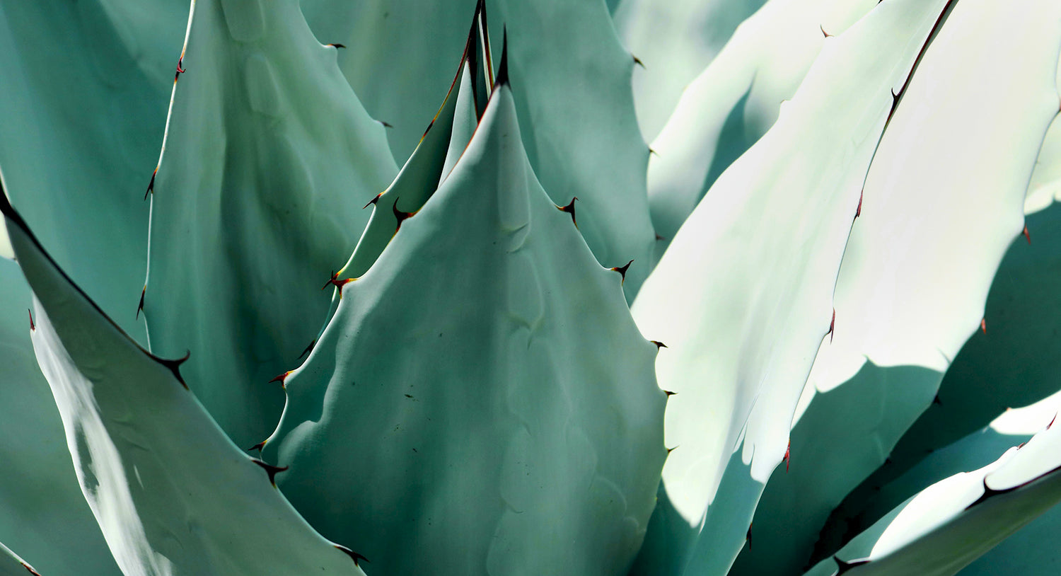 pexels-madison-inouye-1382394_2048x2048