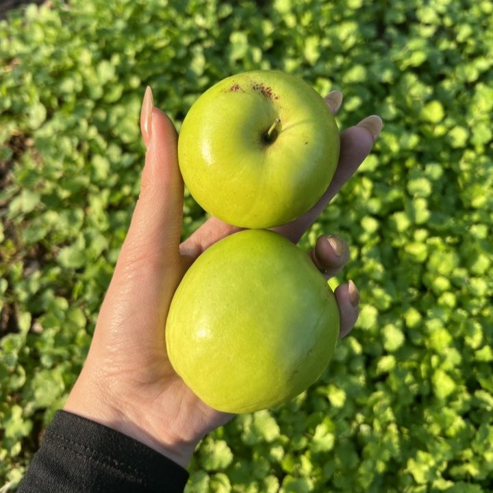 Táo Đài Bắc Giang_thumbnail_1