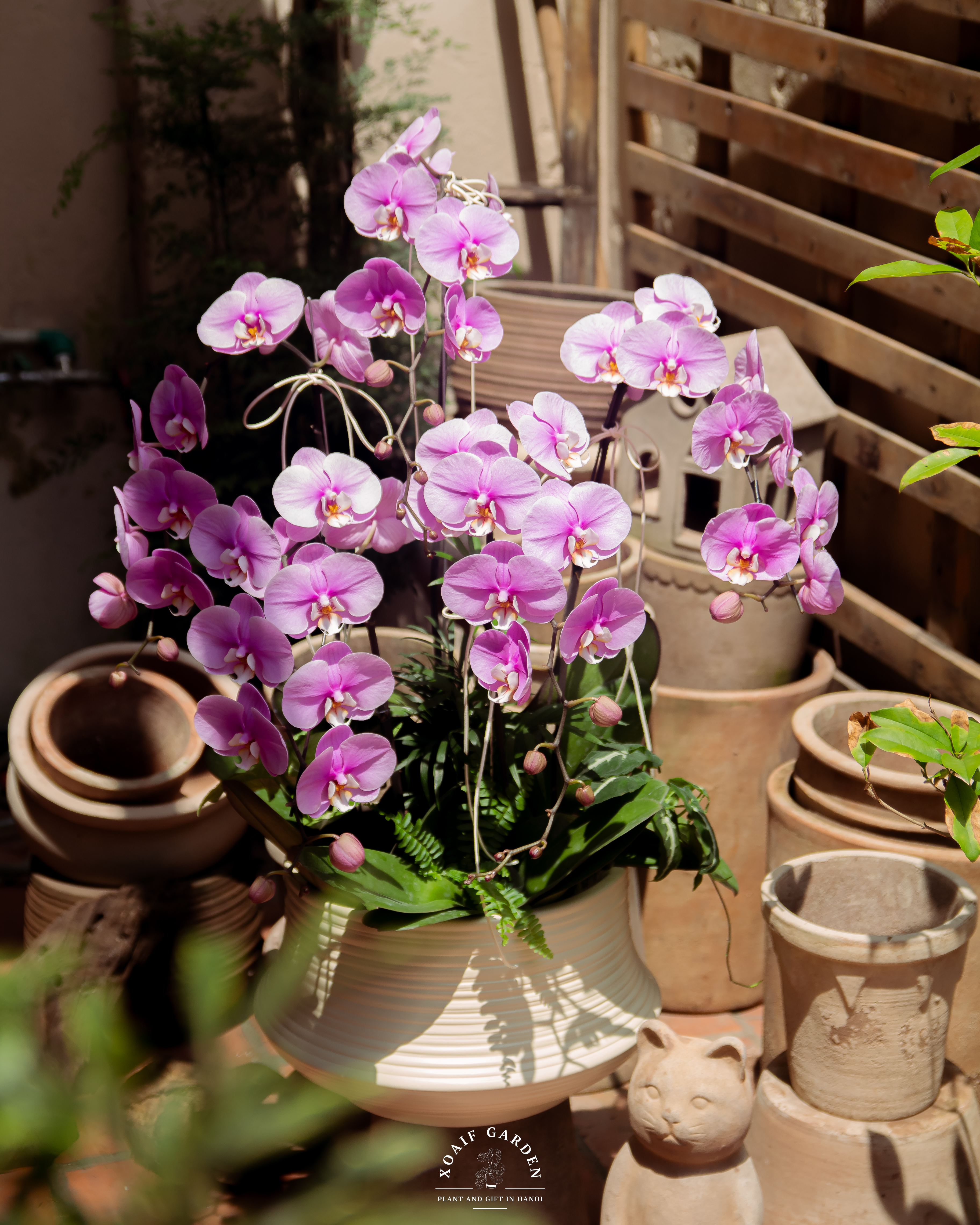 LAN HỒ ĐIỆP PHÚC TÍM_thumbnail_0