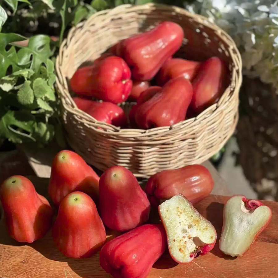 Mận an phước_thumbnail_3