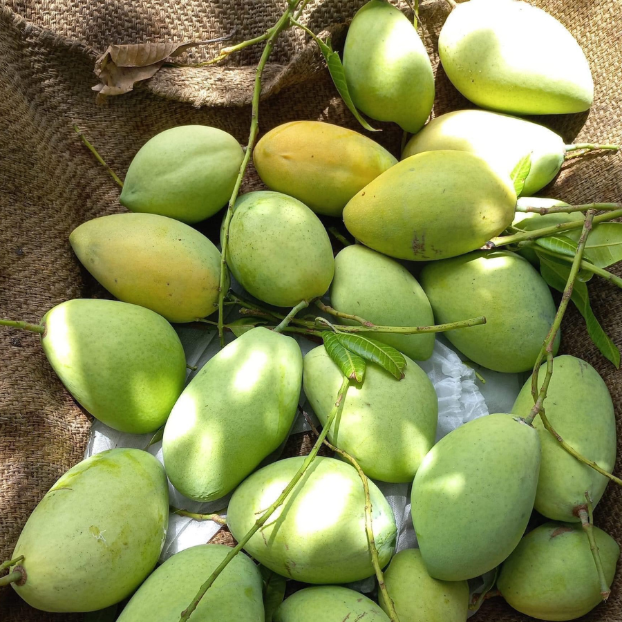 Xoài cát hòa lộc - cao lãnh_thumbnail_5