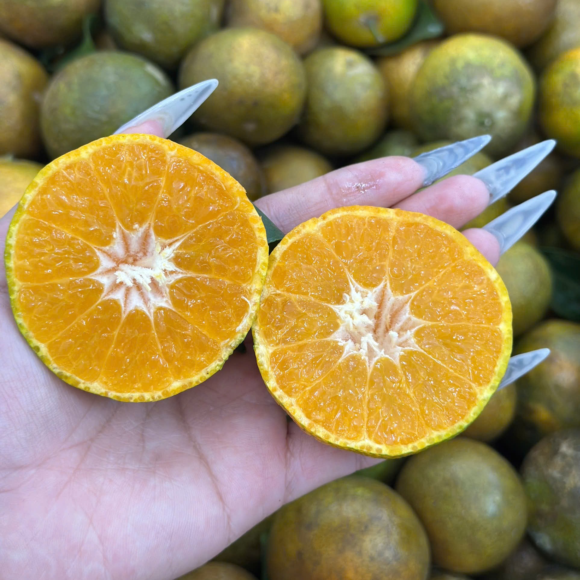 Quýt Mường Cơi (Sơn La)_thumbnail_2