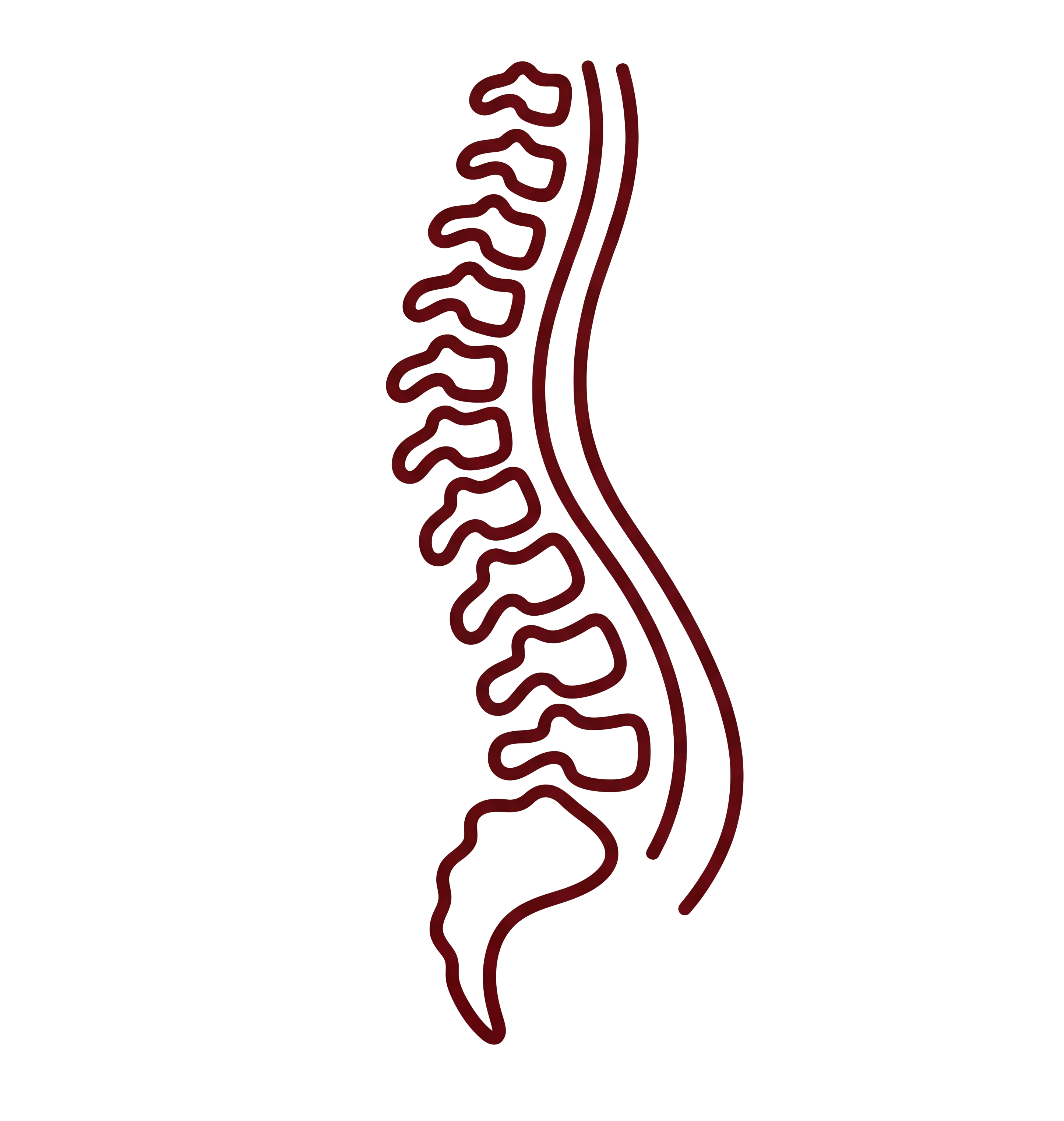 Spinal Cord