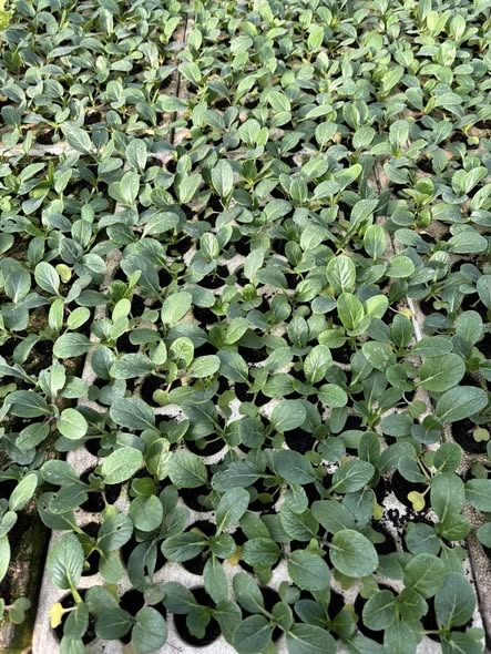 Combo 10 cây giống Cải thìa xanh_thumbnail_1