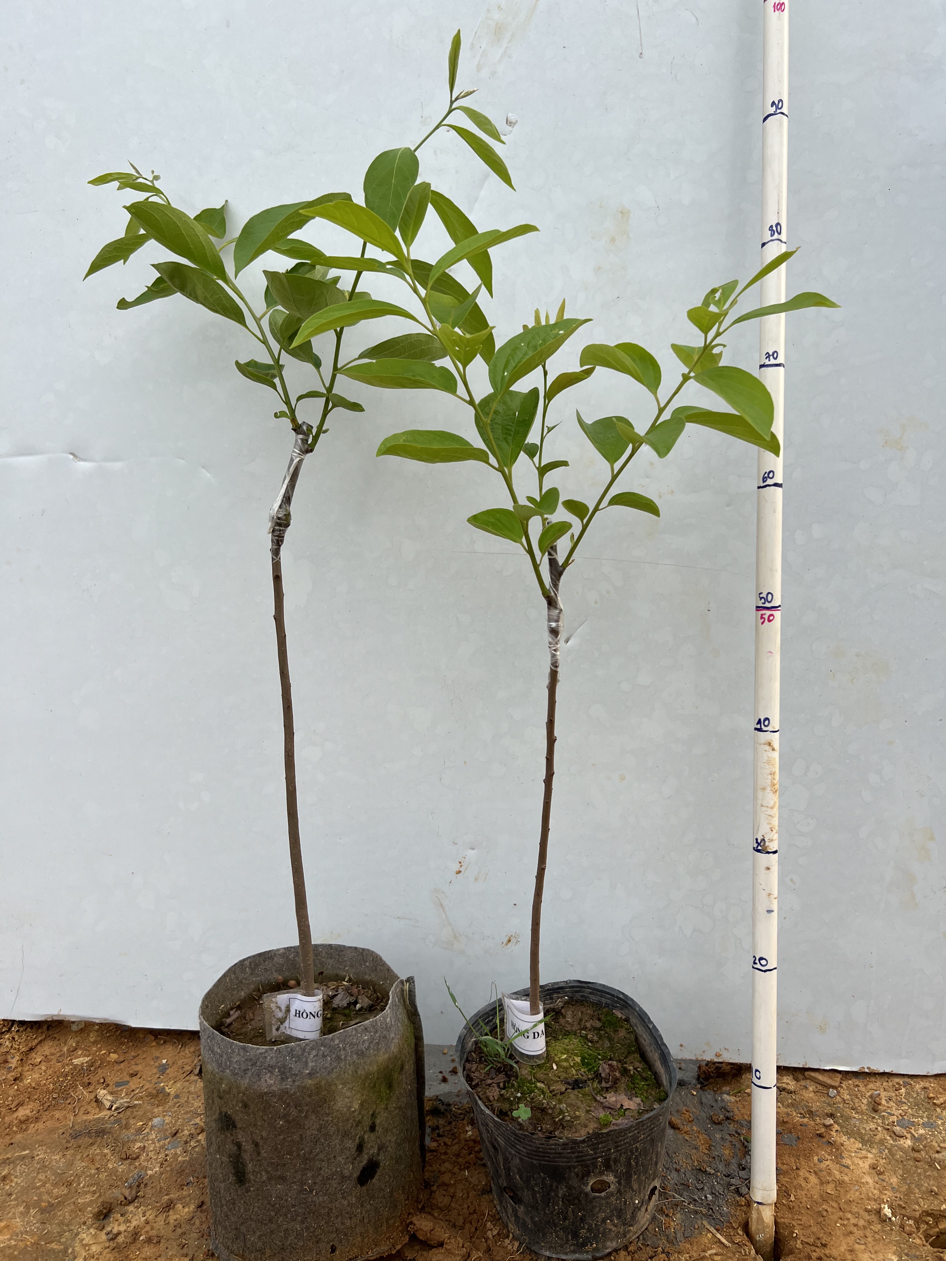 Hồng Hải Hậu cao 50-60cm PT129 CALATA