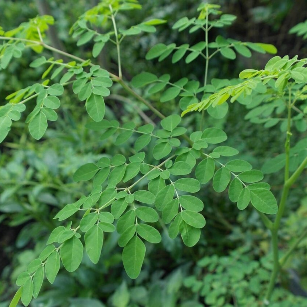 Tác dụng Cây Chùm Ngây