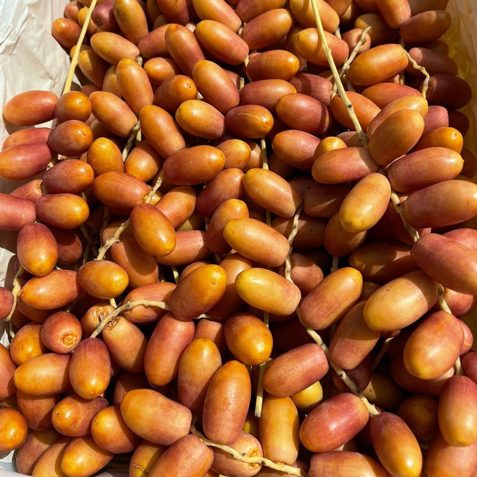 Chà Là Hồng_thumbnail_3