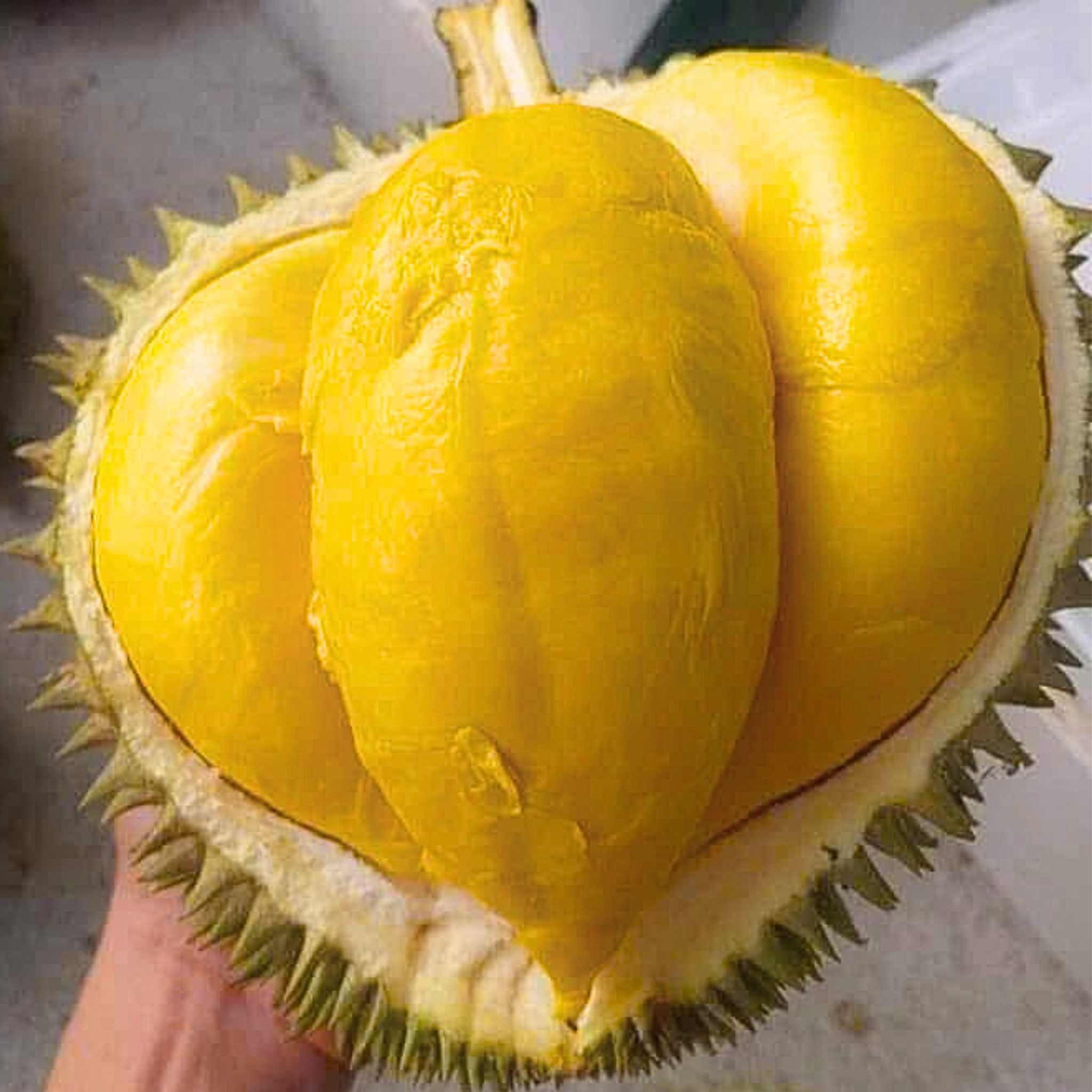 Tách sẵn - Sầu riêng Óc Khỉ_thumbnail_4