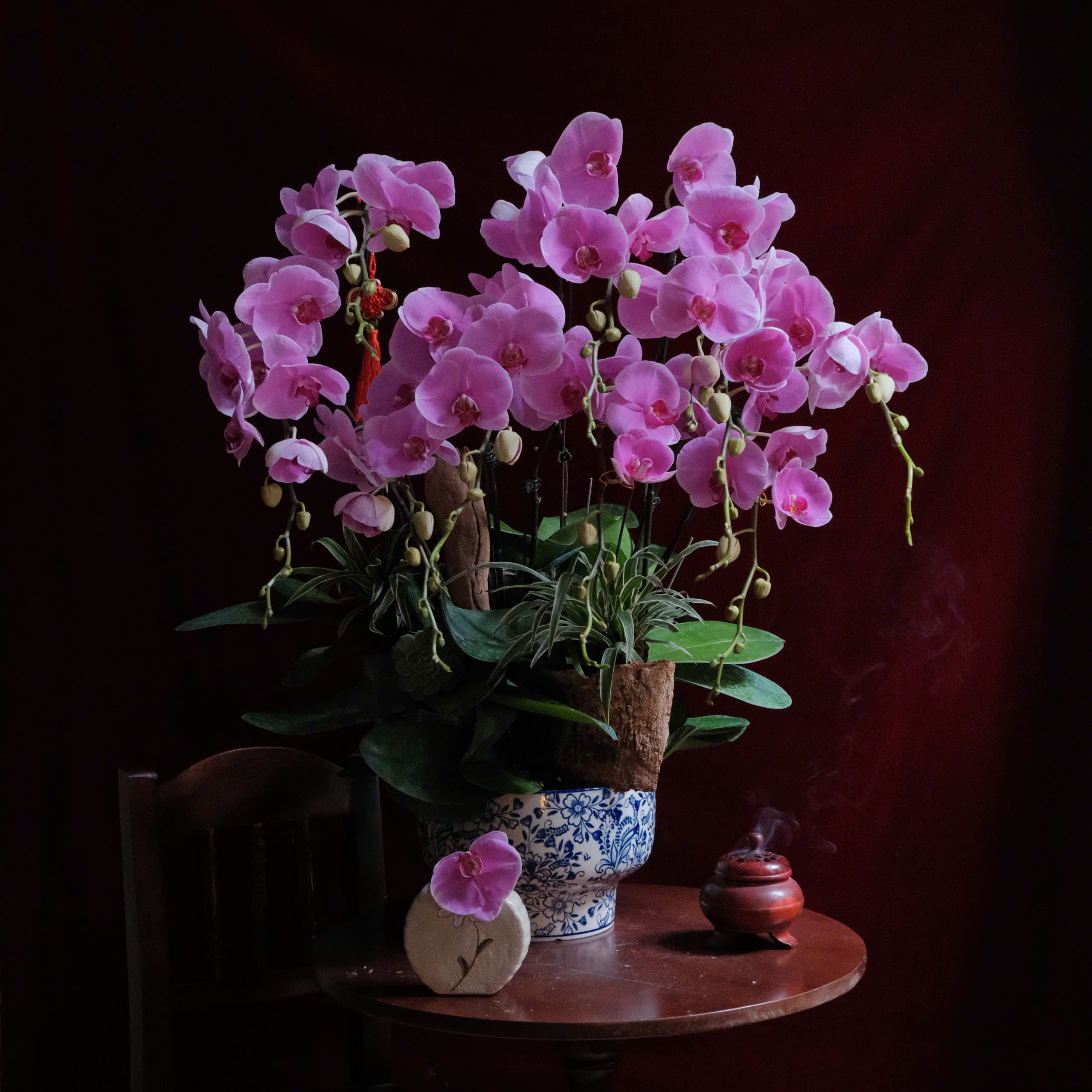 Chậu Lan Hồ Điệp (Đại Lan) - Màu hồng tím - 10 cây