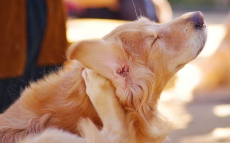 Giải Pháp Dinh Dưỡng 