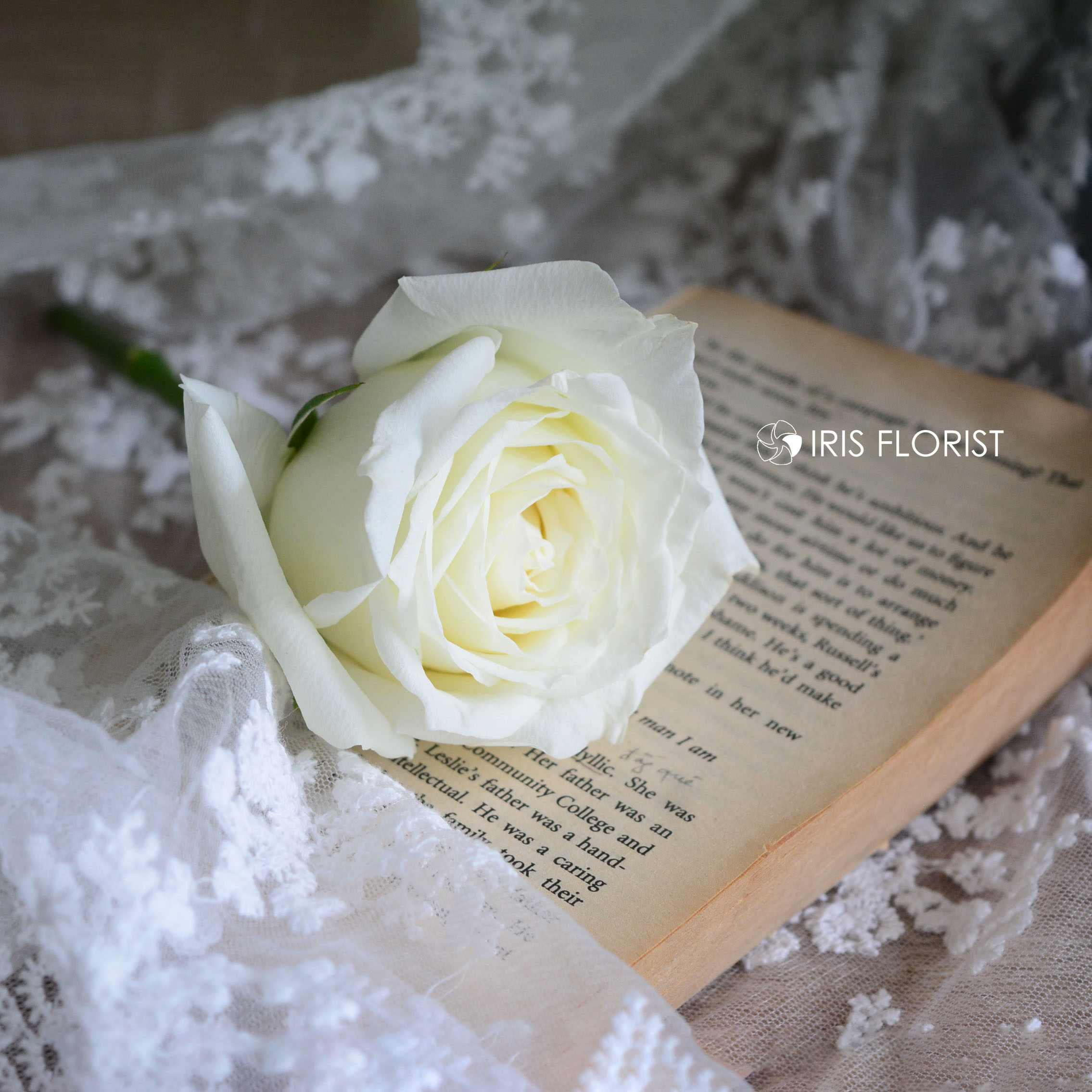 White Roses (Hồng Trắng)_10