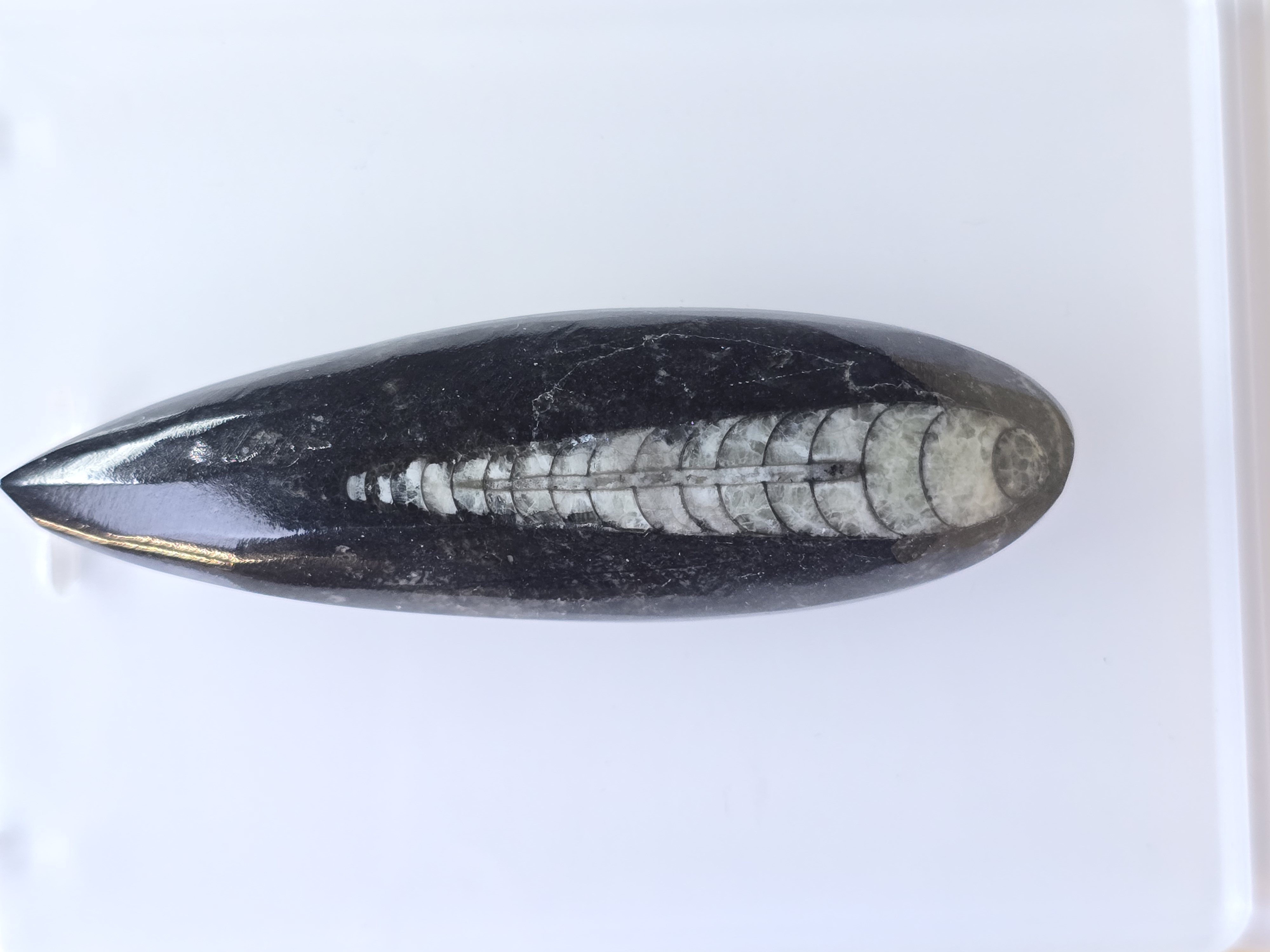 Hóa thạch Orthoceras - Morocco