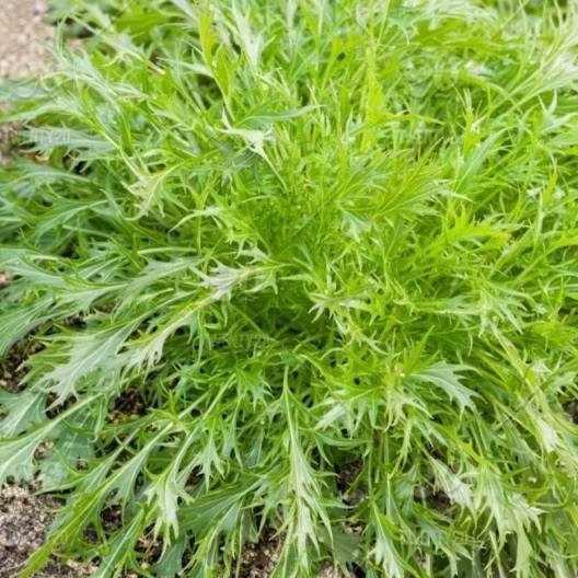 Combo 10 cây giống Cải mizuna xanh_thumbnail_3