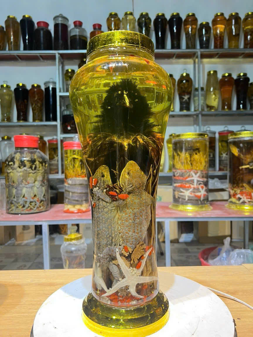 BÌM BỊP - TẮC KÈ 7L (LIÊN HỆ BÁO GIÁ)