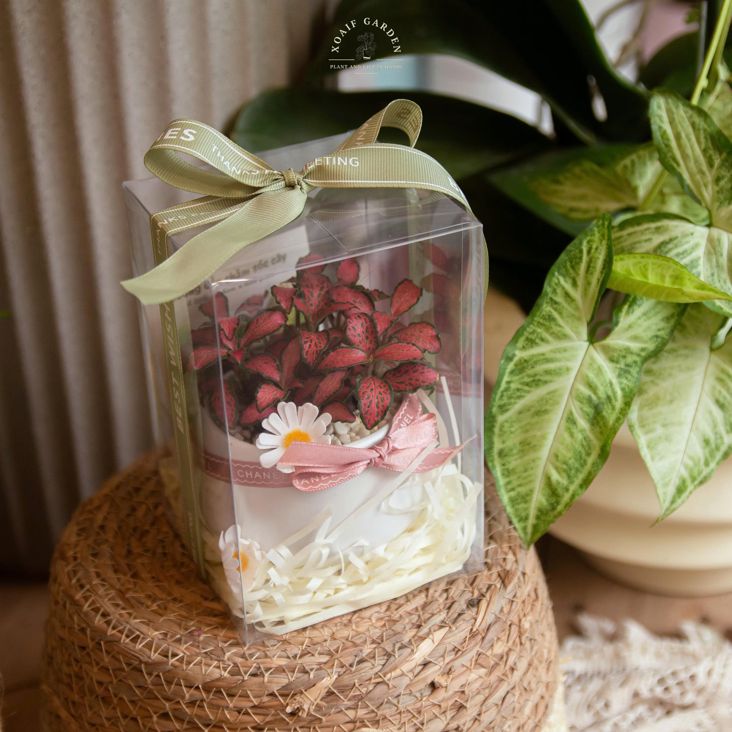 HỘP QUÀ SEN ĐÁ (XƯƠNG RỒNG) SIZE S_thumbnail_3