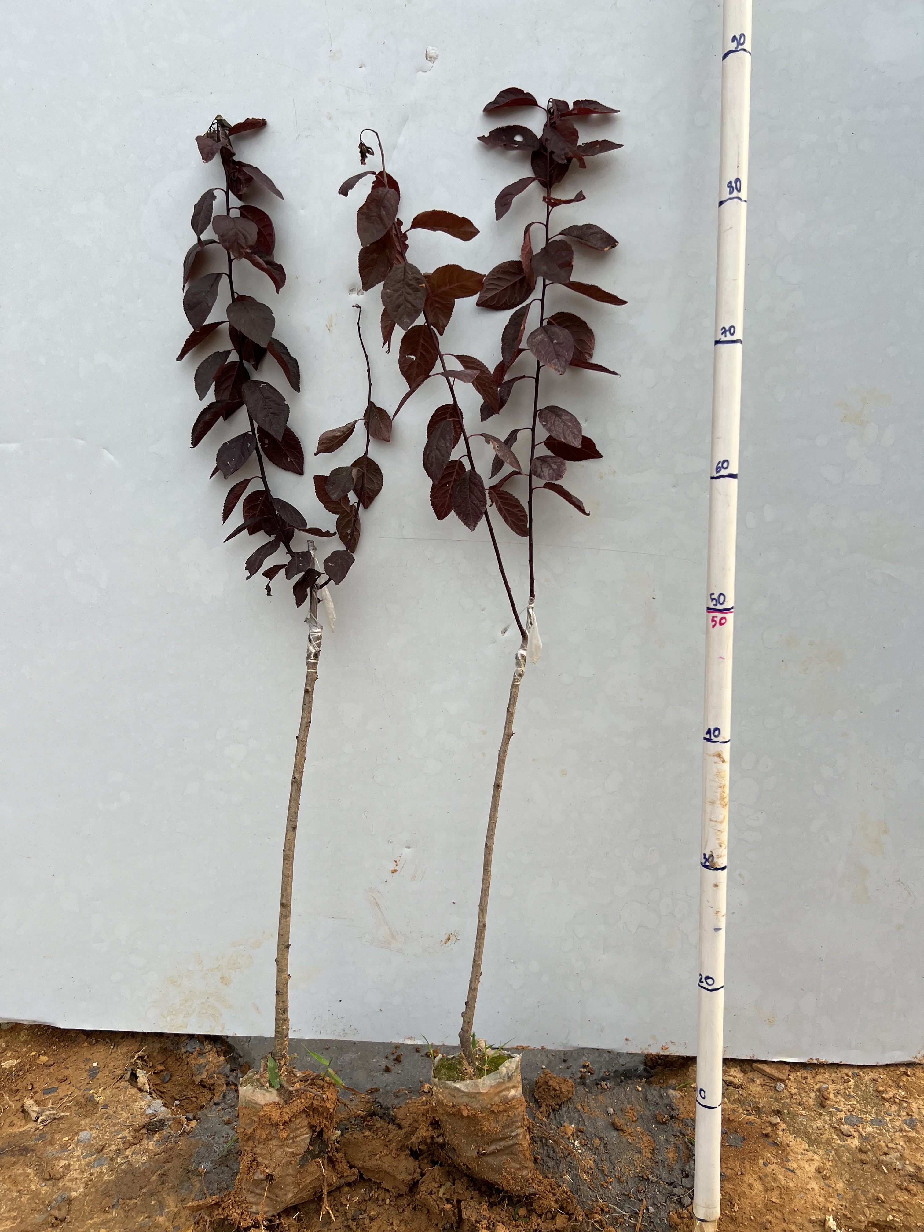 Mận tím cao 60-70cm PT131 CALATA