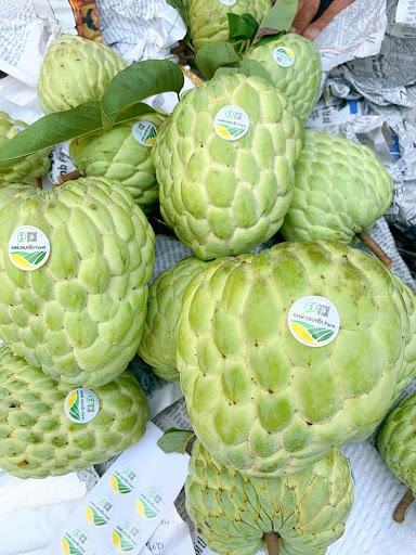 Na Thái (cây nuôi)_thumbnail_3