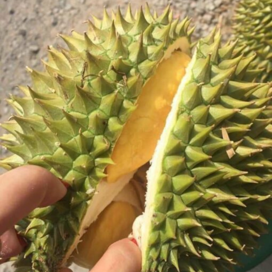 Trái Loại 2 - Sầu Riêng Ri6 MIỀN TÂY ( VIETGAP )_thumbnail_1