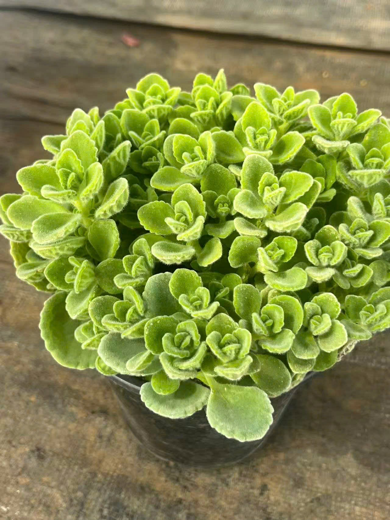 NHẤT MẠT HƯƠNG