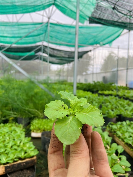 Cải nhún_thumbnail_1