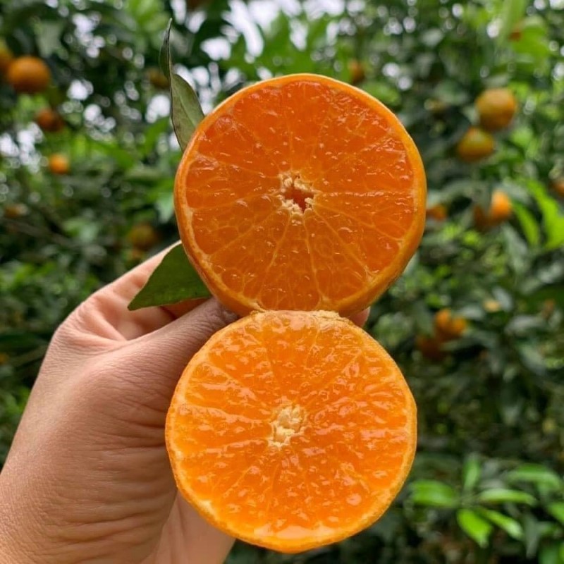 Cam Canh Mộc Châu_thumbnail_1