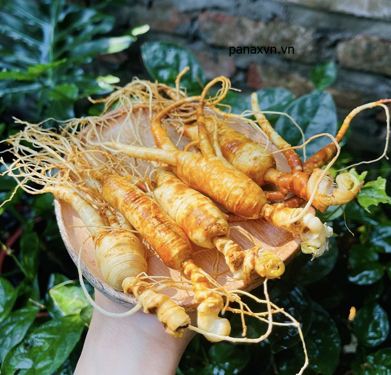 CỎ BẤT LÃO NGÂM SÂM TRƯỜNG BẠCH (LIÊN HỆ NHẬN BÁO GIÁ)_thumbnail_2