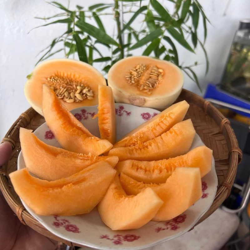 Dưa Lê Thái_thumbnail_0
