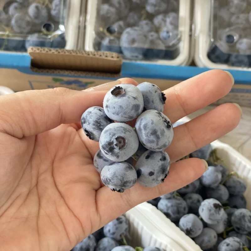 Việt Quất Nội Địa Trung_thumbnail_2