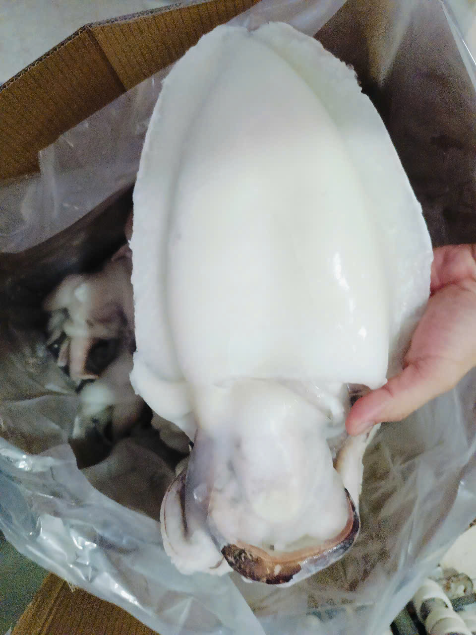 Mực nang làm sạch (net8-9)_thumbnail_6