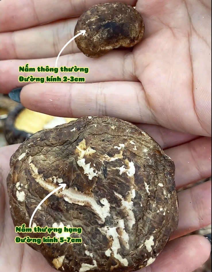 Nấm hương thượng hạng cỡ VIP_thumbnail_1