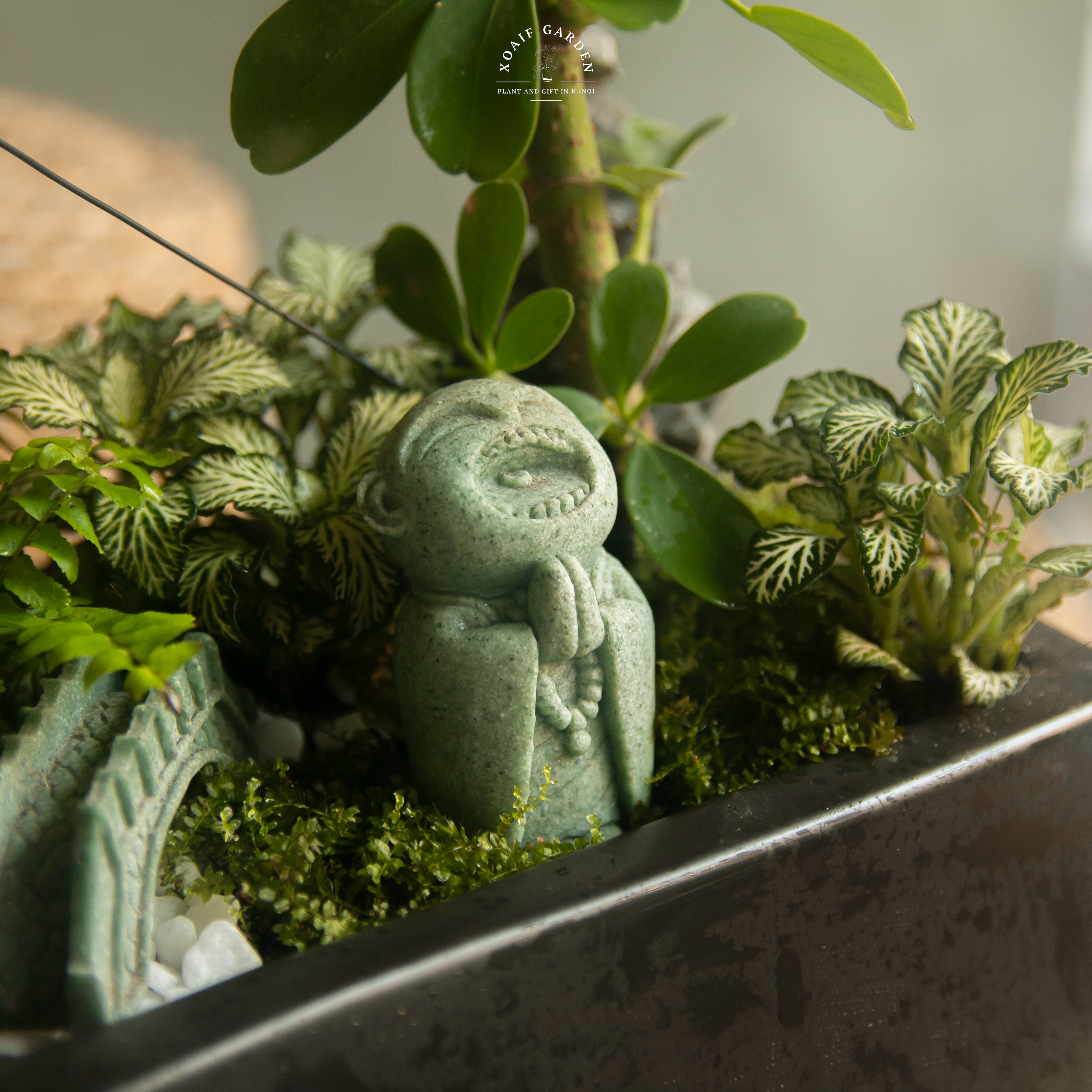 SET MIX PHONG THỦY NGŨ GIA BÌ BONSAI_thumbnail_2