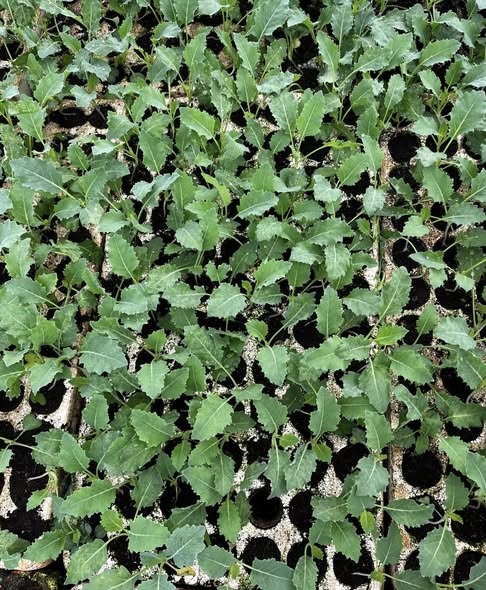 Su hào xanh_thumbnail_2