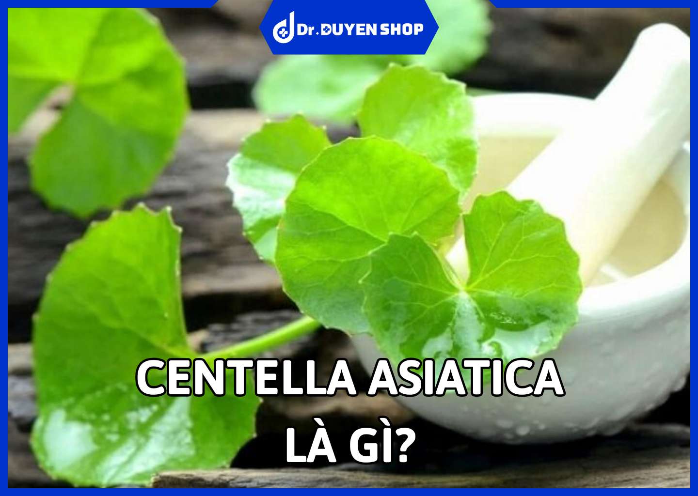 Centella Asiatica Là Gì? Bí Quyết Phục Hồi Da Từ Rau Má